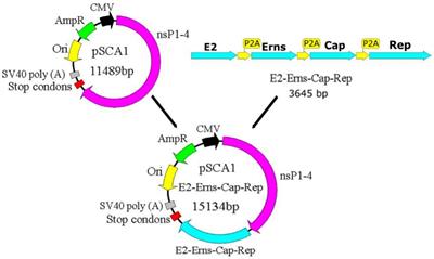 Production and immunogenicity of a deoxyribonucleic acid Alphavirus vaccine expressing classical swine fever virus E2-Erns protein and porcine Circovirus Cap-Rep protein
